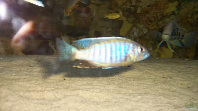 Sciaenochromis fryeri von Dirk Abelshausen (33)