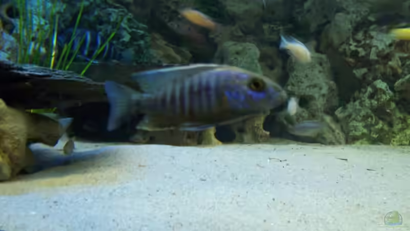 Sciaenochromis fryeri von Dirk Abelshausen (35)