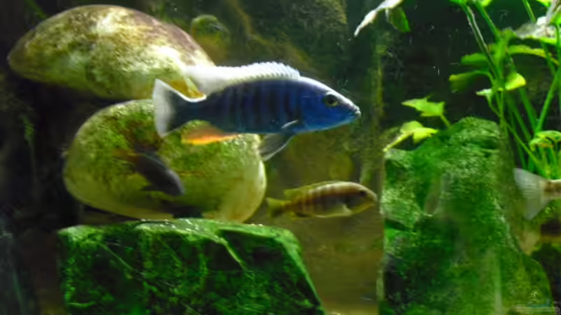 Sciaenochromis fryeri von FischfanAQ (19)