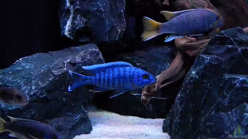 Sciaenochromis Fryeri von flightsim (179)