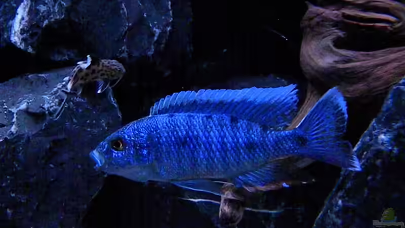 Sciaenochromis Fryeri von flightsim (182)