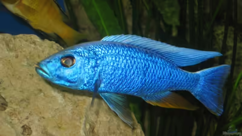 Sciaenochromis fryeri von Gringo (12)