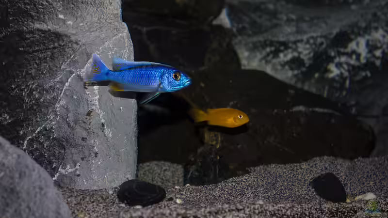 Sciaenochromis Fryeri von Jürgen Hubral (49)