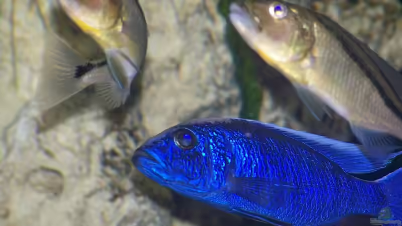 Sciaenochromis fryeri von Klabuster (34)