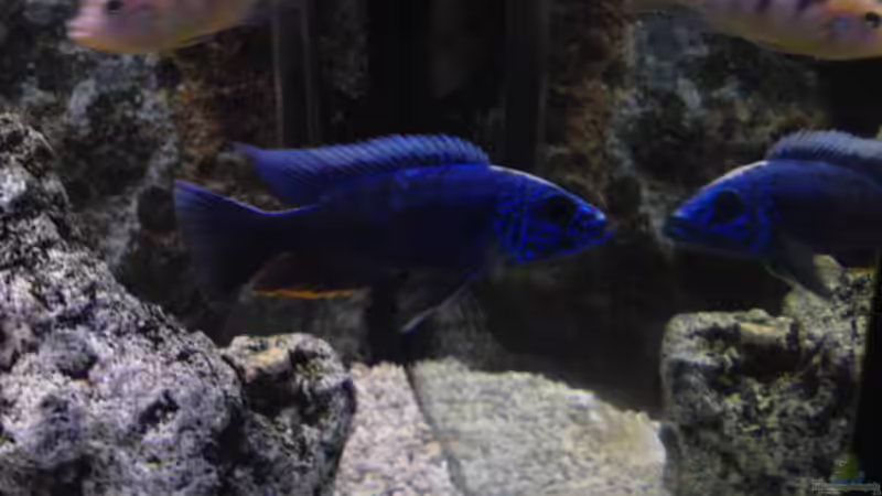 Sciaenochromis fryeri von Klaus M. (5)