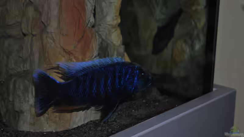 Sciaenochromis Fryeri von Lutz K (43)