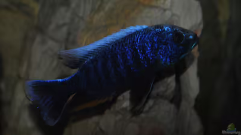 Sciaenochromis Fryeri von Lutz K (44)