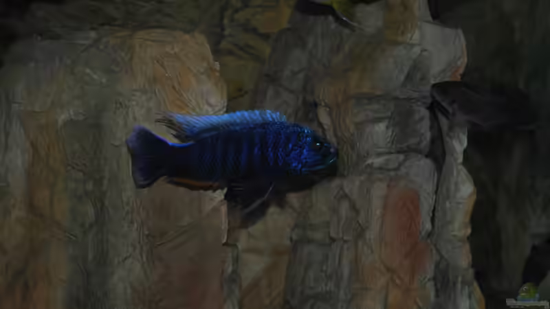 Sciaenochromis Fryeri von Lutz K (45)