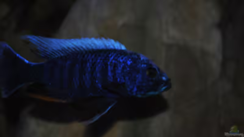 Sciaenochromis Fryeri von Lutz K (46)