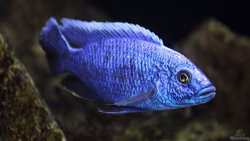 Sciaenochromis fryeri von MalawiMartin (14)