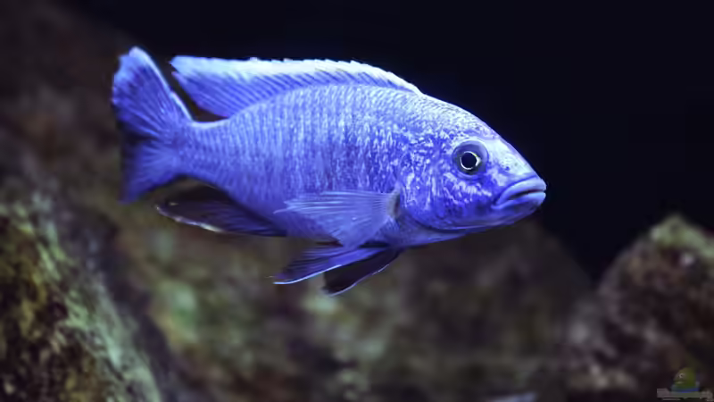 Sciaenochromis fryeri von MalawiMartin (17)
