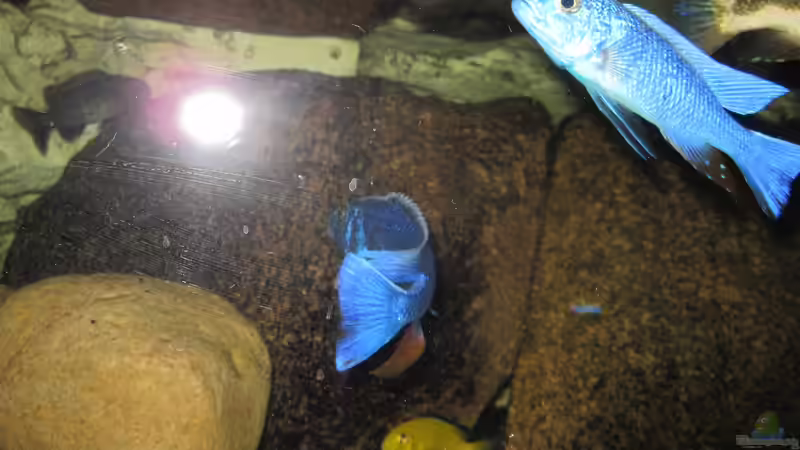 Sciaenochromis fryeri von Manfred Meyer (44)