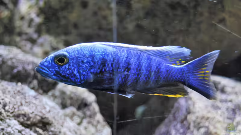 Sciaenochromis fryeri von MGR (19)