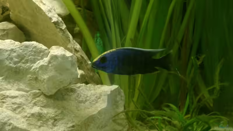 Sciaenochromis fryeri von Michael Kamlage (3)