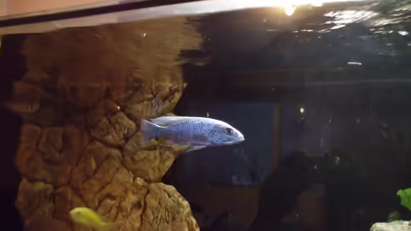 Sciaenochromis fryeri von Noah (41)