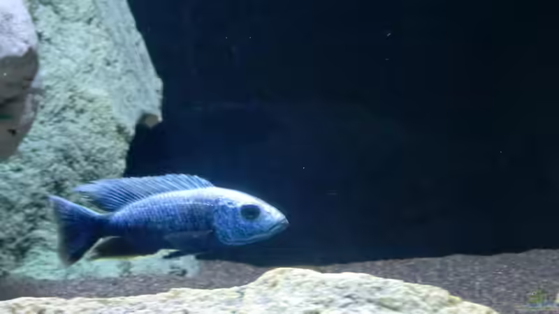 Sciaenochromis fryeri von ollil81 (32)