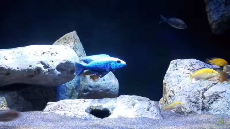 Sciaenochromis fryeri von ollil81 (40)