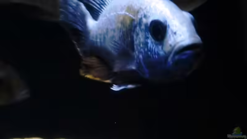 Sciaenochromis fryeri von ollil81 (43)