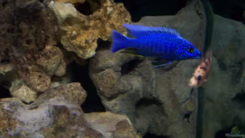 Sciaenochromis fryeri von Stephan Ascher (32)