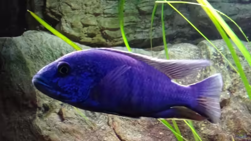 Sciaenochromis Fryeri von TheToxicAvenger (32)