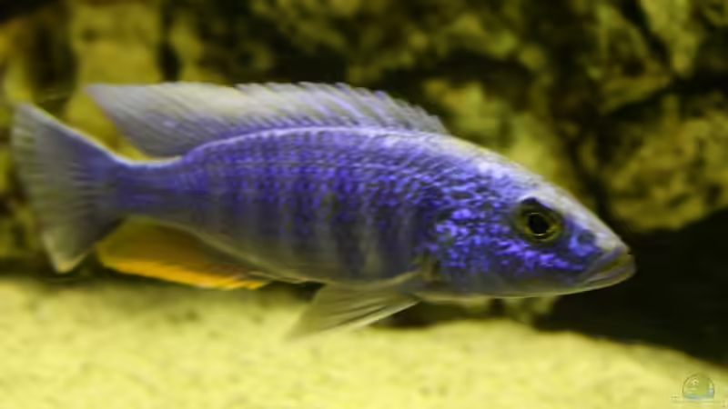 Sciaenochromis fryeri von Thomas Szöts (6)