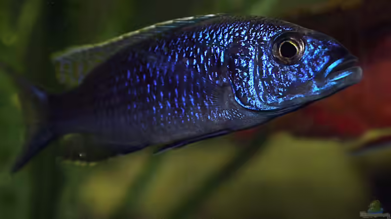 sciaenochromis fryeri von wakito (10)