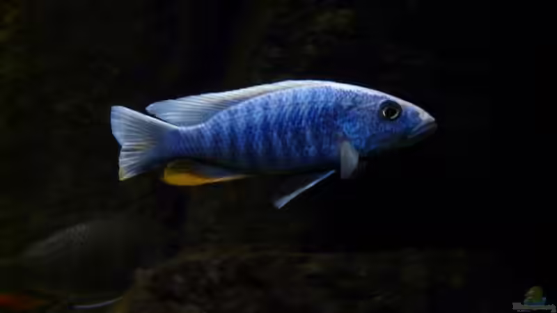 Sciaenochromis fryeri von Zigermandli (30)