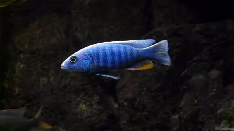 Sciaenochromis fryeri von Zigermandli (31)