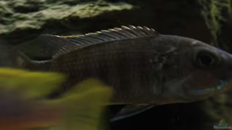 Sciaenochromis Fryeri (w) von JörgsMalawis (50)