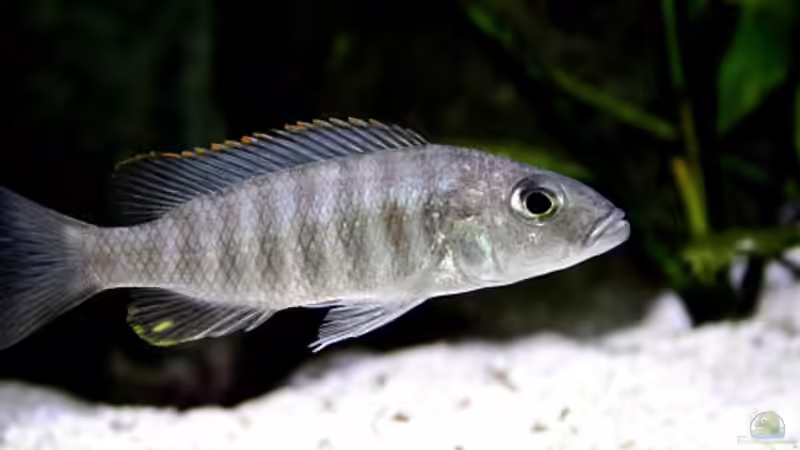 Sciaenochromis fryeri W von Nivus (14)