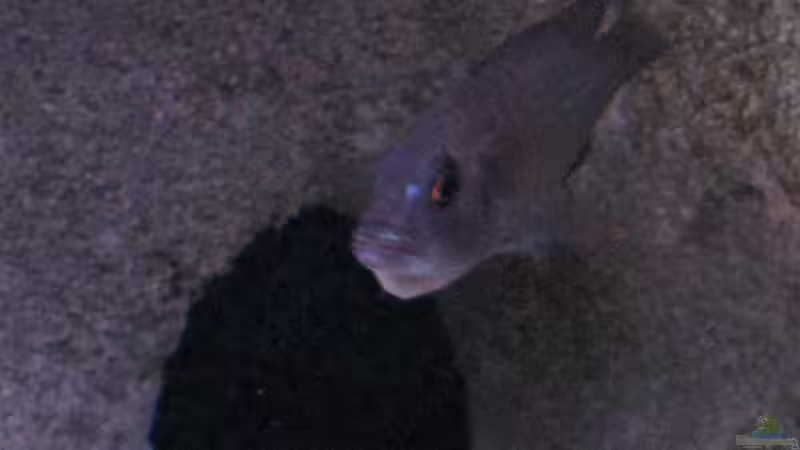 Sciaenochromis fryeri Weib mit Jungfische von Armin Lange (18)