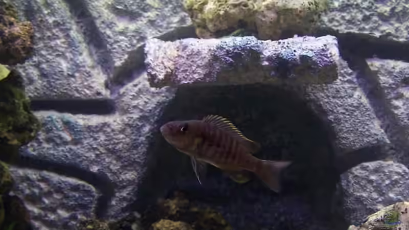 Sciaenochromis fryeri Weib von Dicker Udo (19)