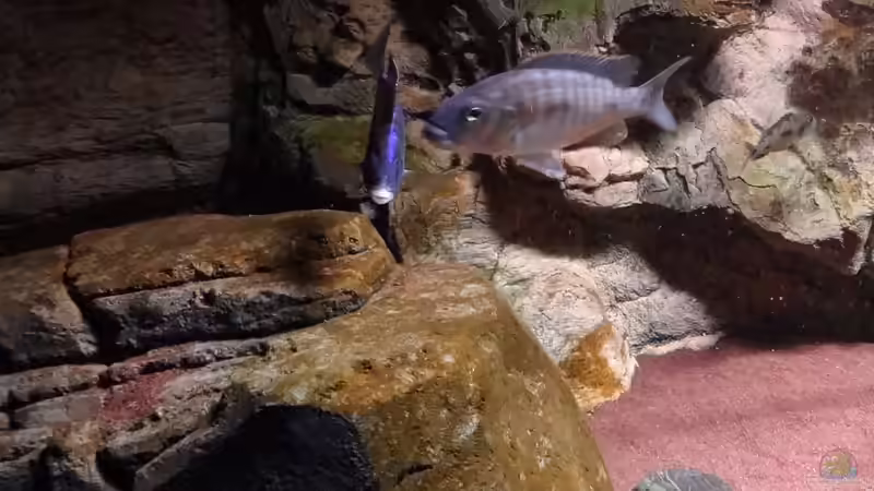 Sciaenochromis Fryeri Weibchen mit Placidochromis Mdoka und Sciaenochromis fryeri Weibchen von TheToxicAvenger (35)