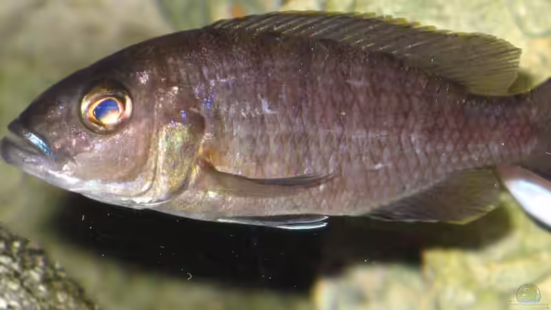Sciaenochromis fryeri Weibchen von Armin Lange (27)