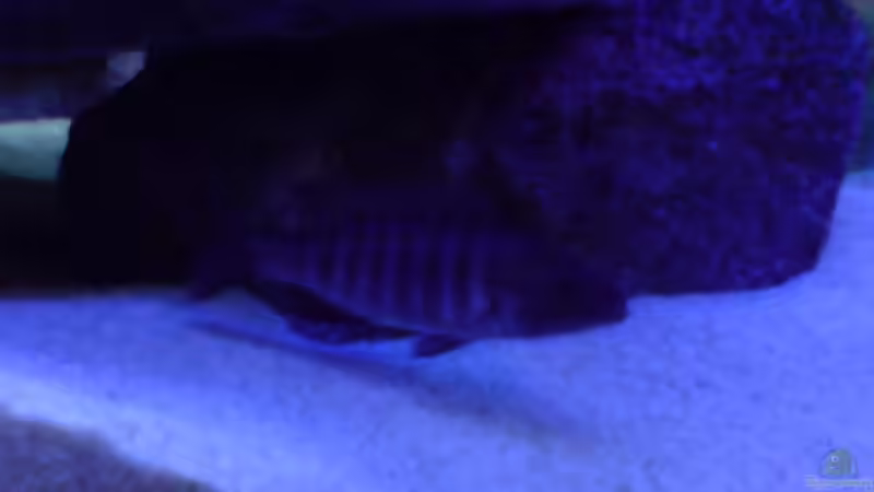 Sciaenochromis fryeri Weibchen von Dommsel (22)