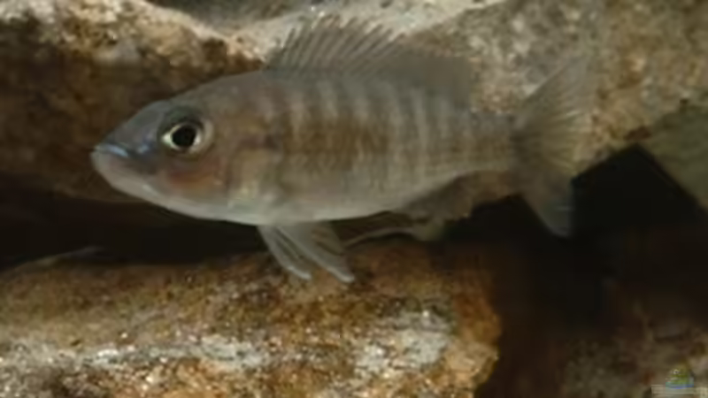 Sciaenochromis fryeri Weibchen von Jerome Homann (14)