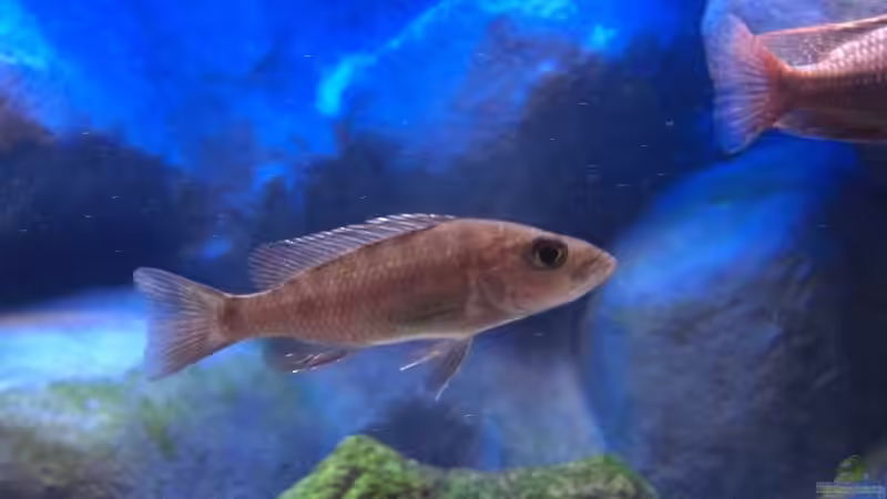 Sciaenochromis Fryeri Weibchen von Matoba (56)