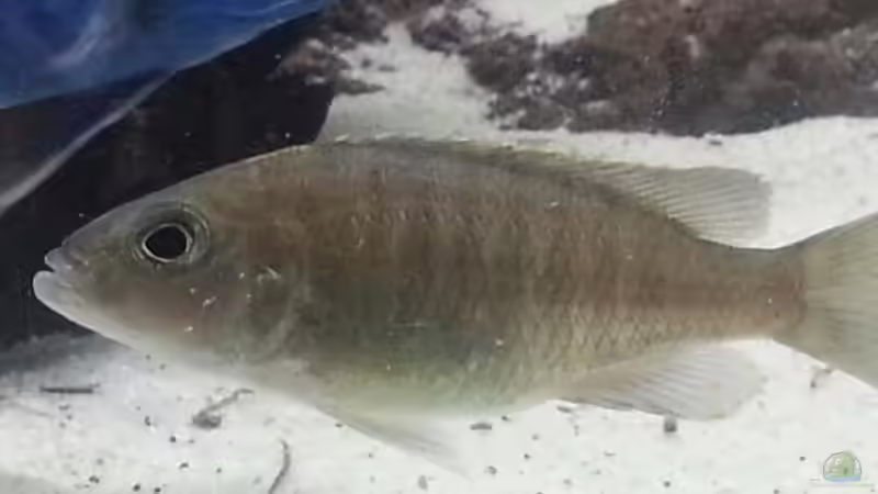 Sciaenochromis Fryeri Weibchen von Thomas u. Gabriele P. (62)