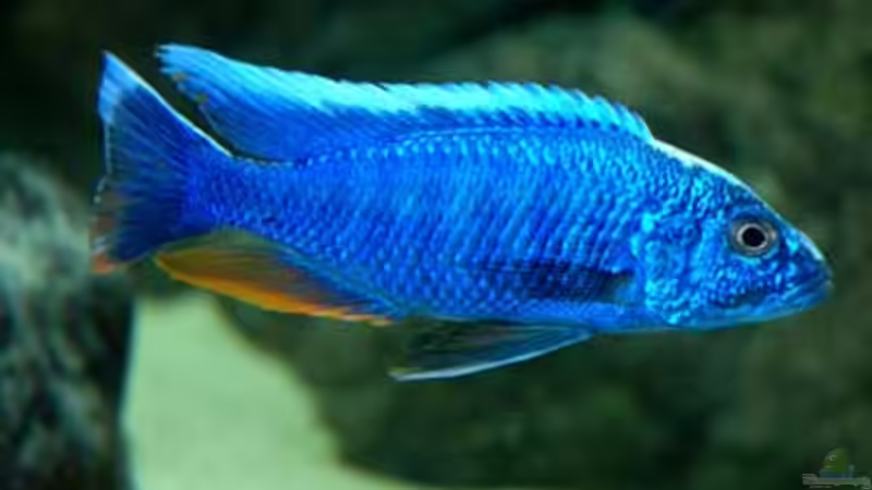 Sciaenochromis fryheri von Heiko Gröschel (24)