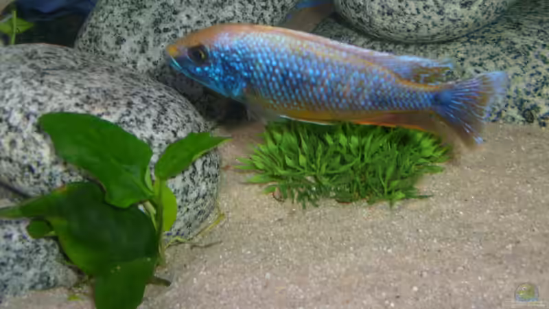 Sciaenochromis-Gold 6 Monate alt von JAMES-JONES (26)