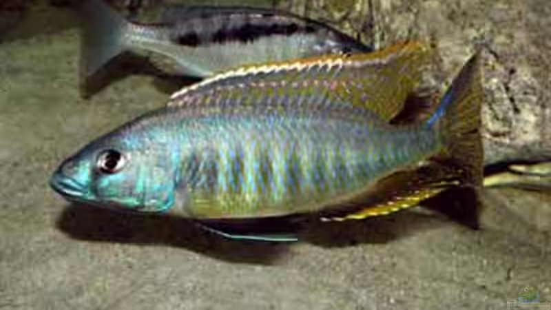 Sciaenochromis gracilis von Heiko Gröschel (28)