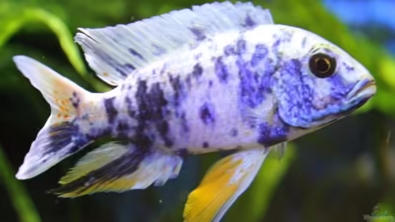 Sciaenochromis Hybride von aquabert (33)