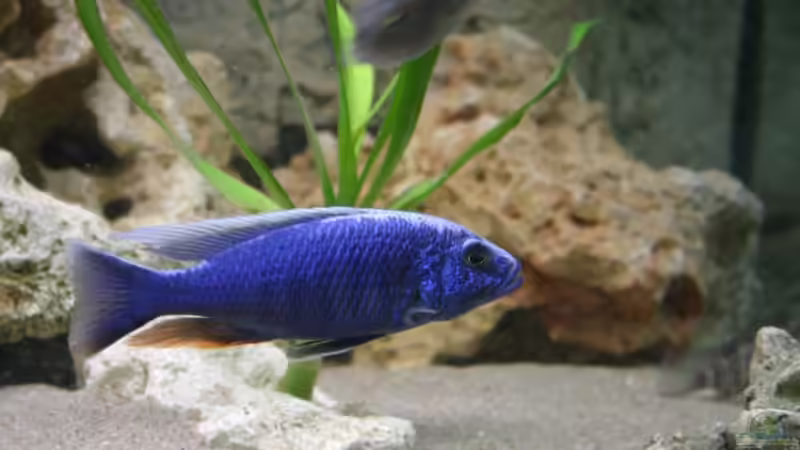 Sciaenochromis iceberg fryeri - Männchen von Roland Figura (8)