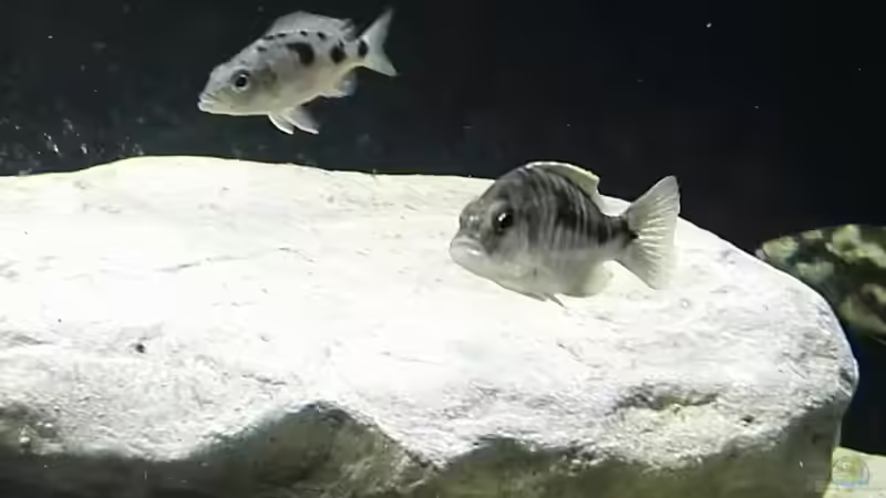 sciaenochromis njassae und Stigmatochromis melanchros  von Tom (2)