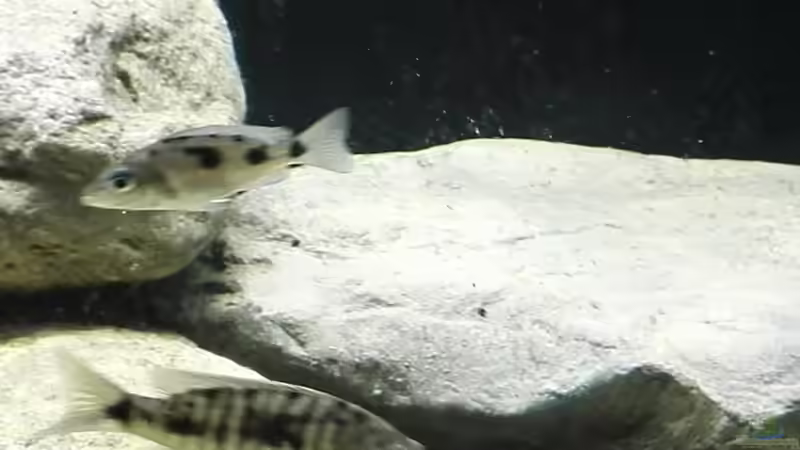 Sciaenochromis njassae und Stigmatochromis melanchros von Tom (3)