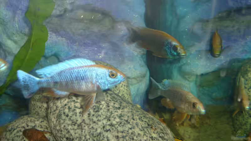 Sciaenochromis von JAMES-JONES (28)