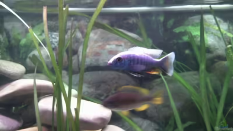 Sciaenochromis(Ahli) von Michael 123 (15)