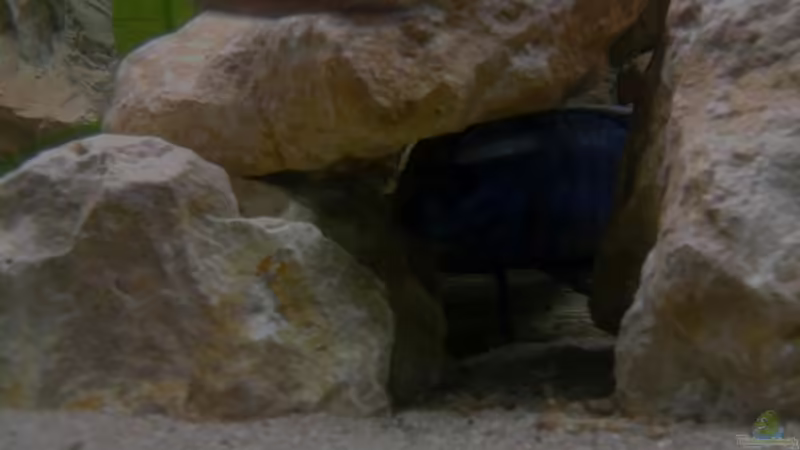 Scianchromis ahli  von Alexander Siefer (6)