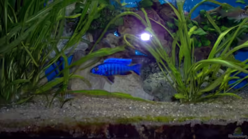 Scianchromis Ahli Bock von Alexander Siefer (10)