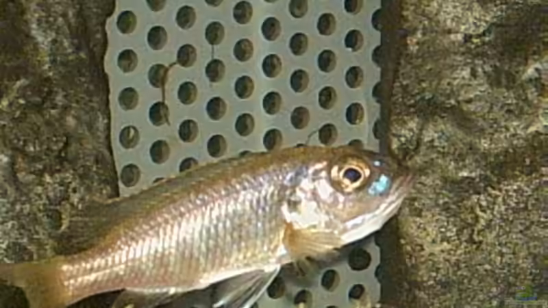 Scianenochromis ahli Weibchen mit Jungtieren im Maul von Armin Lange (6)